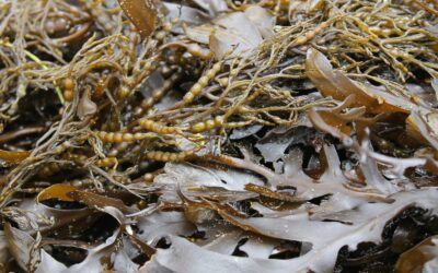 Reviving the River Adur: a path to thriving kelp forests