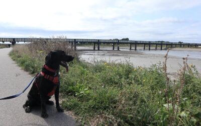 River Recovery Dogs