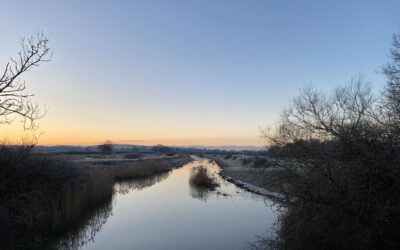 Wintering bird surveys along the Adur