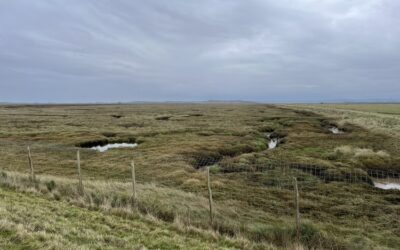 Visit to Elmley Marshes
