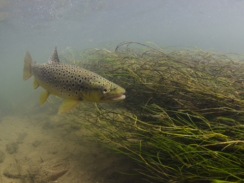 Brown Trout (c) Jack Perks