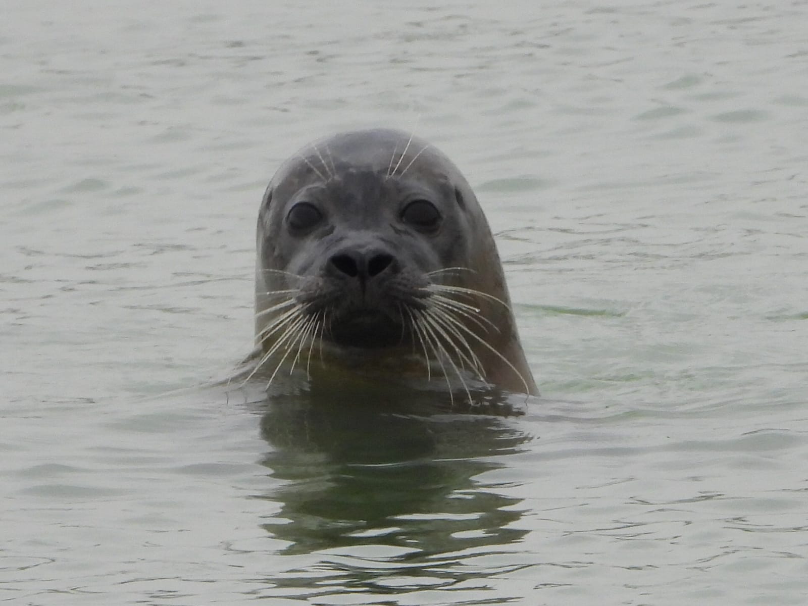commonseal_johnpointing
