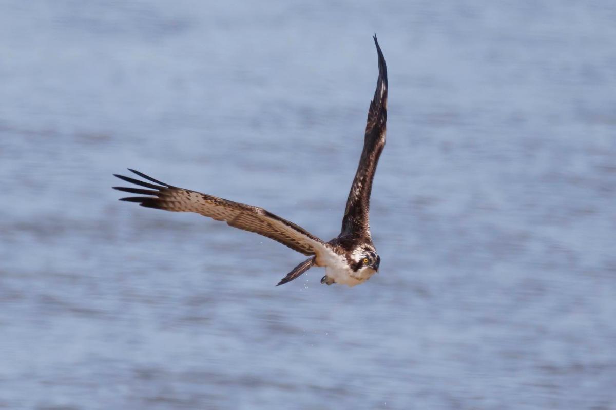 osprey