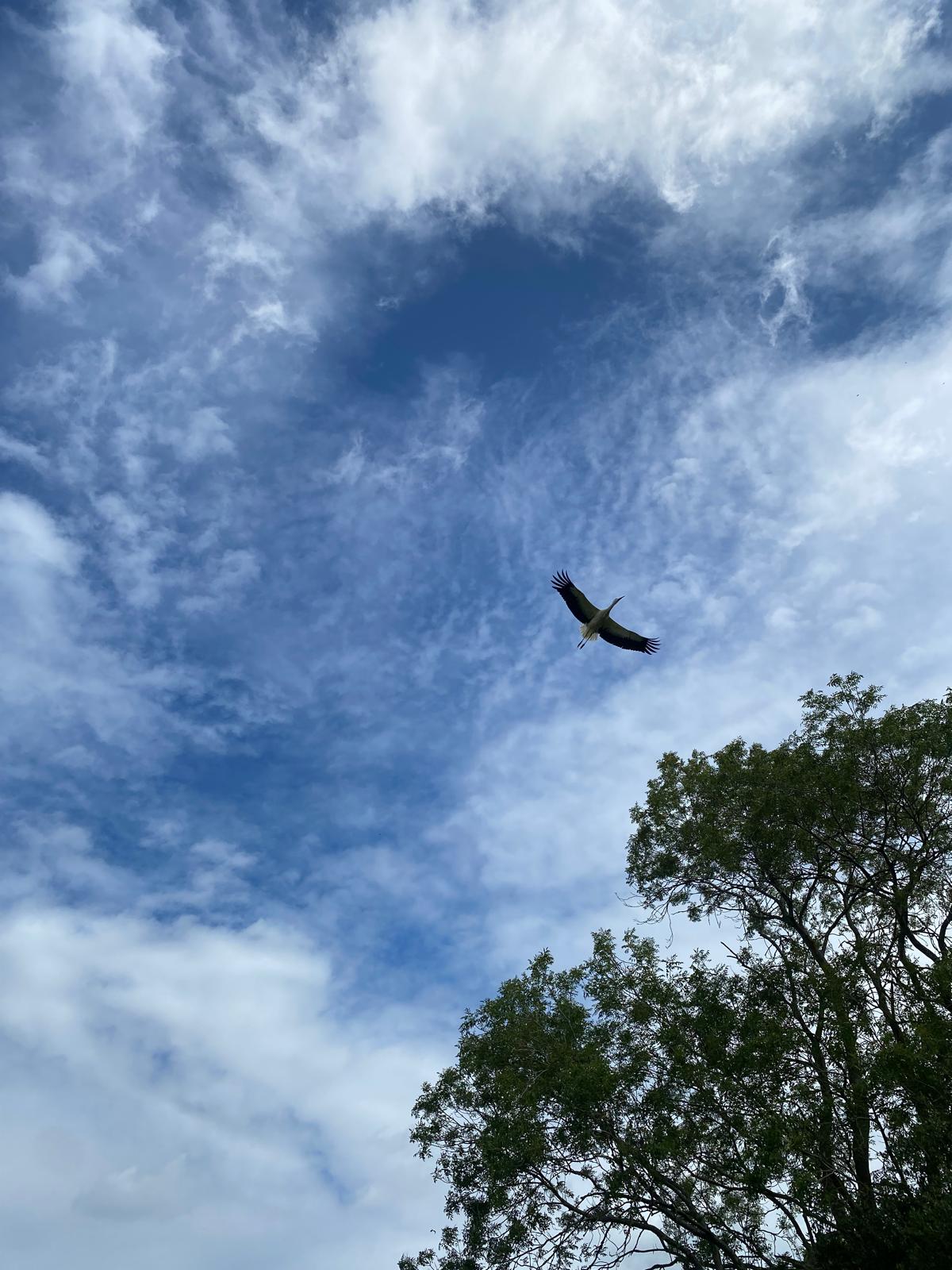 stork_me